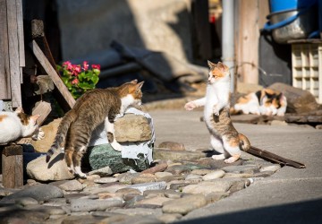 Nouă curiozități despre pisici care te vor surprinde