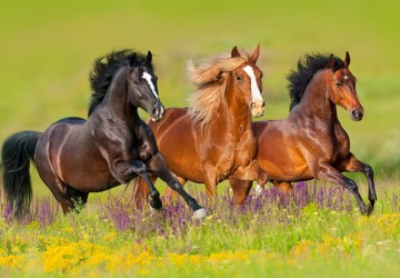 Curiozități și lucruri interesante despre cai