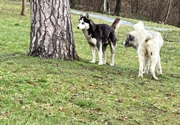 Noi standarde UE  pentru câini și pisici