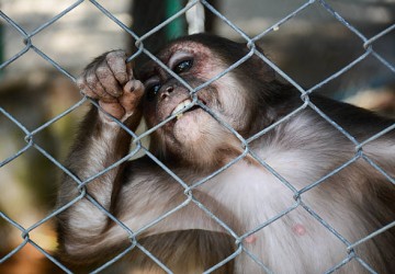 Creșterea animalelor în cuști ar putea fi eliminată